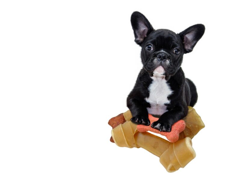 Star Pro Dog Food: A Comprehensive Review